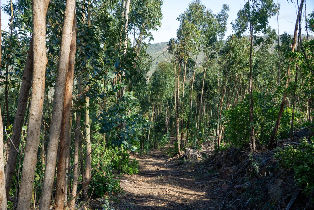 Wandelpad tussen de bomen bij Alferce